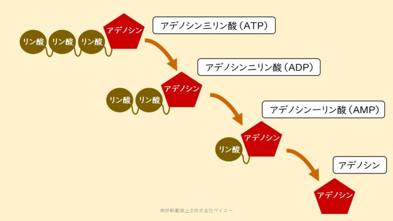 ATPは細胞外に出ると炎症 ~細胞外ATPについて~ - ビタミンアカデミー