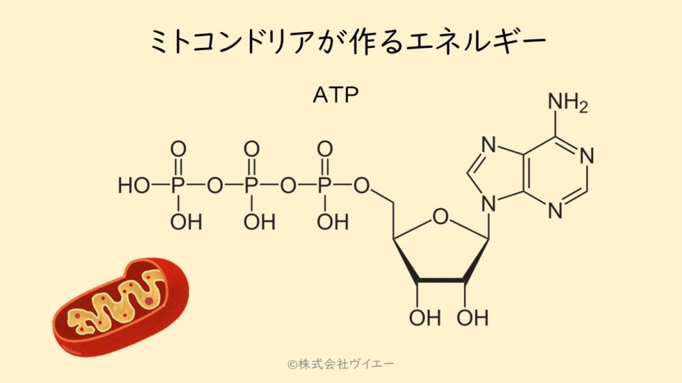 1日に合成されるATPの量 - ビタミンアカデミー